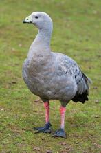 HOENDERGANS GEVRAAGD, Dieren en Toebehoren, Pluimvee, Meerdere dieren