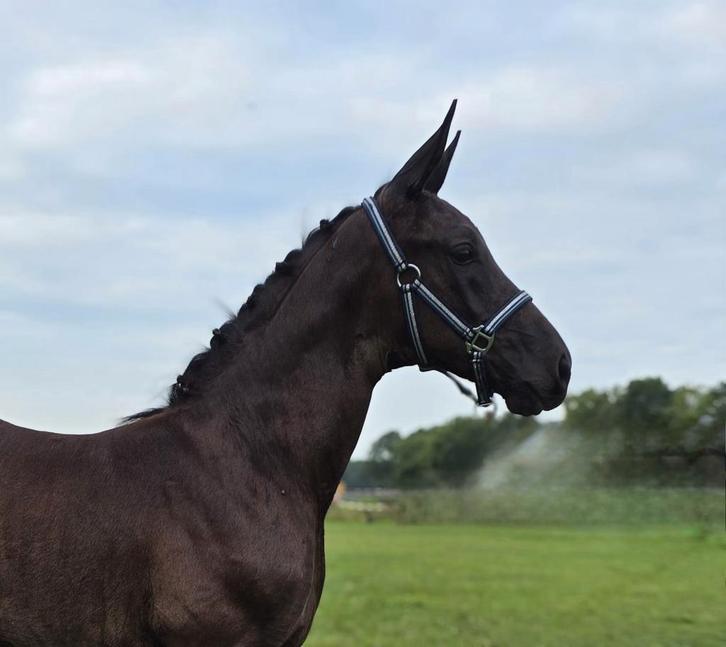 Zwarte hengstveulen This is naqueen x Bretton Woods, Dieren en Toebehoren, Paarden, Hengst, Onbeleerd, 170 tot 175 cm, 0 tot 2 jaar