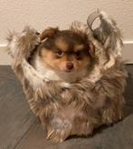 Pomchi pup reu 1, Parvo, Reu, 8 tot 15 weken, Eén hond