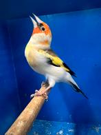 Majoor Putter - Mutaties, Dieren en Toebehoren, Meerdere dieren, Wildzangvogel, Geringd