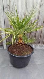 WINTERHARDE CHINESE WAAIER-PALM IN GROTE KUIP., Tuin en Terras, Ophalen, Zomer, Overige soorten, Volle zon