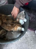 Kittens en moederkat, Ophalen