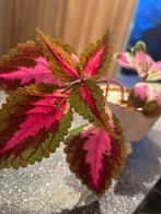 Stekje Siernetel met wortels in twee kleuren, Huis en Inrichting, Kamerplanten, Ophalen, Volle zon, Minder dan 100 cm