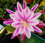 cactus - Epiphyllum ZOTZ, Ophalen of Verzenden, Cactus, Volle zon, Minder dan 100 cm