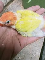 Prachtige piep jonge agapornis fisheri opaline dilute babys, Mannelijk, Dwergpapegaai of Agapornis, Geringd