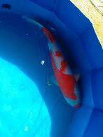 Mooie kohaku, Karper of Koi
