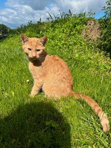 Lieve boerderij katten beschikbaar voor biedingen
