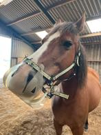 Graasmasker thinline, Dieren en Toebehoren, Ophalen of Verzenden, Overige soorten