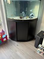 Juwel trigon 190 L, Dieren en Toebehoren, Vissen | Aquaria en Toebehoren, Ophalen, Zo goed als nieuw, Gevuld zoetwateraquarium