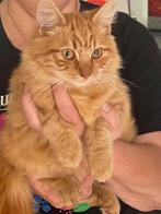 Brits halflanghaar kater, Dieren en Toebehoren, Kater, Gechipt