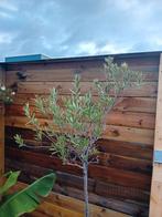 Prachtige Olijfboom in vierkante stenen pot, Ophalen of Verzenden, 100 tot 250 cm, Olijfboom, Zomer