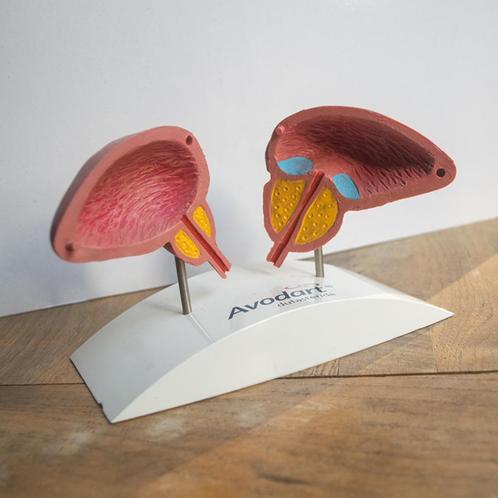 Anatomiemodel prostaat, anatomie model biologie man, Diversen, Schoolbenodigdheden, Gebruikt, Ophalen of Verzenden