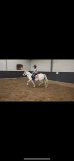 Pracht b pony merrie te koop, Dieren en Toebehoren, Merrie