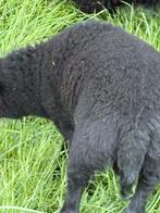 Ouessant schapen te koop, Dieren en Toebehoren, Schapen, Geiten en Varkens, Mannelijk, Schaap