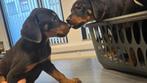 LAATSTE ROTTWEILER X DOBERMANN PUP, Dieren en Toebehoren, Standaard, Rabiës (hondsdolheid), Reu, 8 tot 15 weken