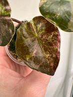 Alocasia wentii albo/pink variegata, Ophalen of Verzenden, Halfschaduw, Minder dan 100 cm