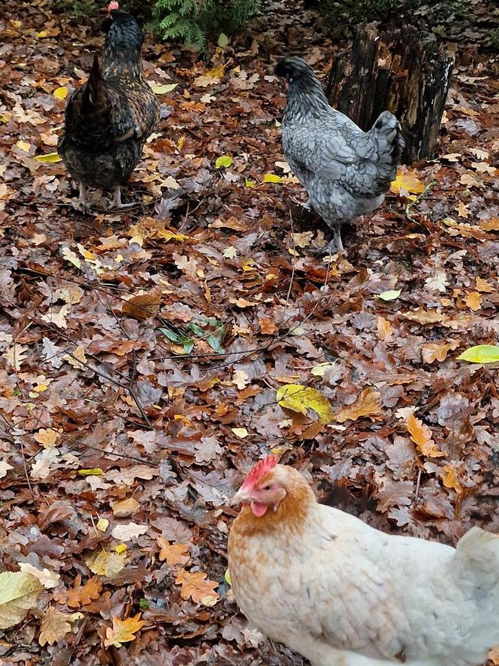 3 mooie scharrel kippen met araucana bloed, Dieren en Toebehoren, Pluimvee, Kip, Vrouwelijk