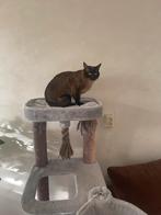 Siamese dekkater, Dieren en Toebehoren, 3 tot 5 jaar