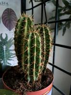 Cactus, Cactus, Ophalen of Verzenden