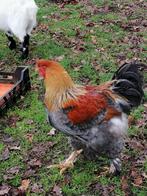 Brahma blauw patrijs groot haan, Dieren en Toebehoren, Pluimvee, Mannelijk, Kip