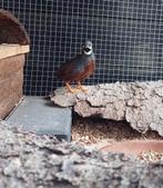 Chinese dwergkwartel haantje, Dieren en Toebehoren, Pluimvee, Mannelijk, Kip