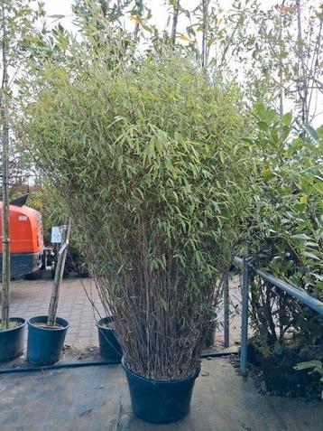1 x mega grote Fargesia winter joy, niet woekerende bamboe  beschikbaar voor biedingen