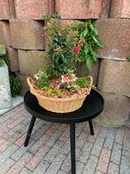Te koop rieten mand met fuchsia lobelia en penningkruid, Ophalen