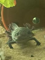 Mooie gezonde axolotl, Dieren en Toebehoren, Amfibie, 0 tot 2 jaar