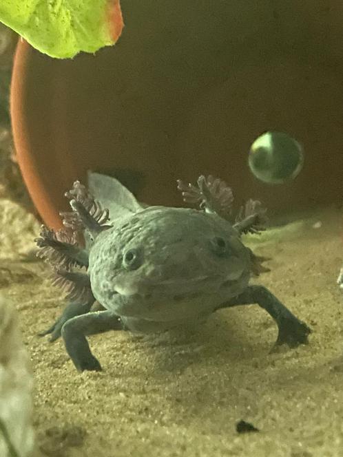 Gezonde, zwarte axolotl van 2 jaar oud., Dieren en Toebehoren, Reptielen en Amfibieën, Amfibie, 0 tot 2 jaar
