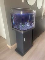 Aquarium 60L inclusief alle toebehoren en vissen, Ophalen, Zo goed als nieuw, Gevuld zoetwateraquarium
