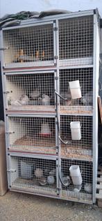 Dierenflat, Ophalen, Overige typen, Cavia, 90 cm of meer