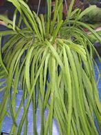 Lepismium Bolivianu, Ophalen of Verzenden, Halfschaduw, Minder dan 100 cm