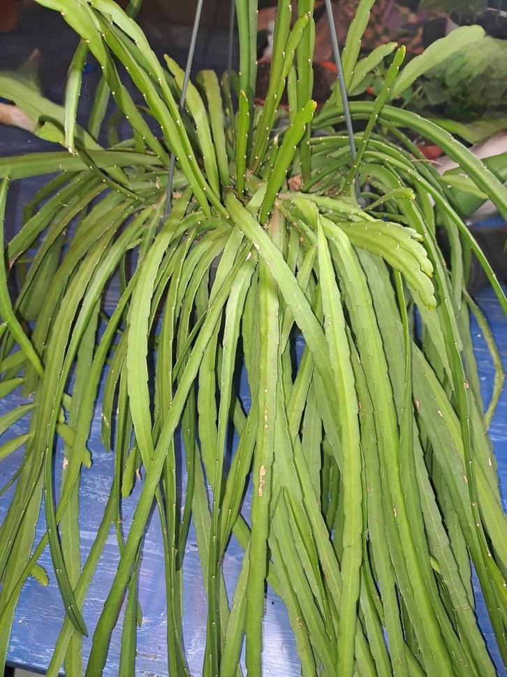 Lepismium Bolivianu, Huis en Inrichting, Kamerplanten, Minder dan 100 cm, Halfschaduw, Ophalen of Verzenden