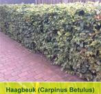 Carpinus betulus haagbeuk, Tuin en Terras, Planten | Bomen, Ophalen of Verzenden, Overige soorten, 100 tot 250 cm
