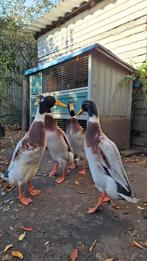 Indische loopeend 6 maanden oud, Dieren en Toebehoren, Pluimvee, Mannelijk, Eend