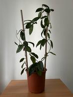 Hoya Wax Plant – Climbing Indoor Plant – Easy Care – In Pot, Ophalen, In pot, Halfschaduw, Minder dan 100 cm