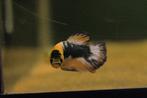 Kempvis fancy plakat man (Betta splendens), Dieren en Toebehoren, Vissen | Aquariumvissen, Vis, Zoetwatervis