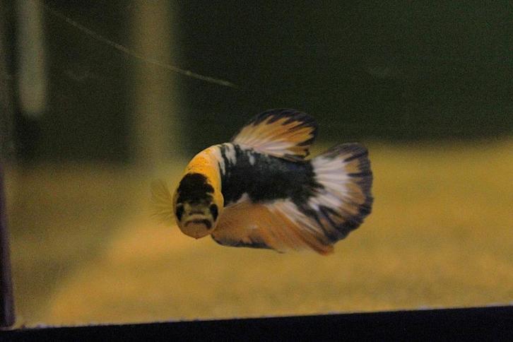 Kempvis fancy plakat man (Betta splendens), Dieren en Toebehoren, Vissen | Aquariumvissen, Zoetwatervis, Vis