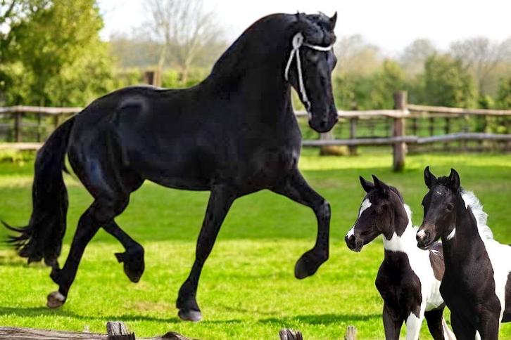 Barock Pinto fokmerrie * 1e pr. drachtig van Zuperhero XX37, Dieren en Toebehoren, Paarden en Pony's | Dekhengsten en Fokmerries