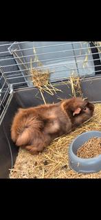 Deze cavia zoekt een nieuw baasje met vriendjes, Dieren en Toebehoren, Knaagdieren, Februari, Mannelijk, Cavia