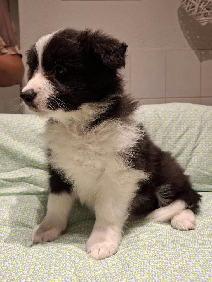 Border Collie pups, Dieren en Toebehoren, Honden | Herdershonden en Veedrijvers, Meerdere dieren, Collie, Fokker | Hobbymatig