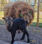 GEZOCHT ouessant dekram, Dieren en Toebehoren, Schapen, Geiten en Varkens, Mannelijk