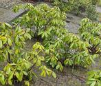 rhododendron, Ophalen, Bodembedekkers, Vaste plant, Halfschaduw
