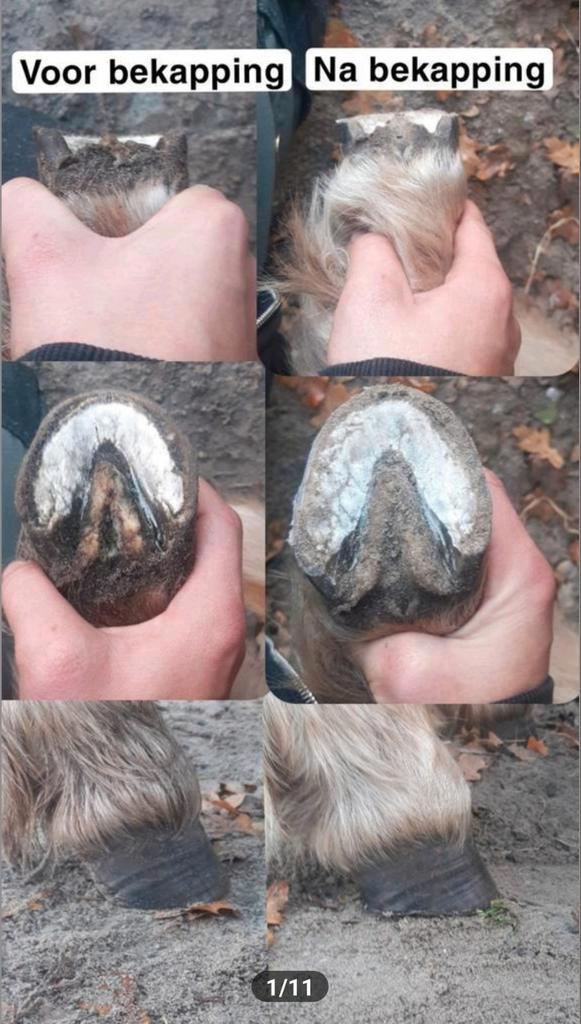 Bekapper heeft tijd!, Dieren en Toebehoren, Paarden en Pony's | Overige Paardenspullen, Nieuw, Overige soorten, Ophalen