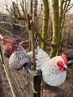 Decoratie kip, 3 stuks, Dieren en Toebehoren, Pluimvee, Meerdere dieren, Kip