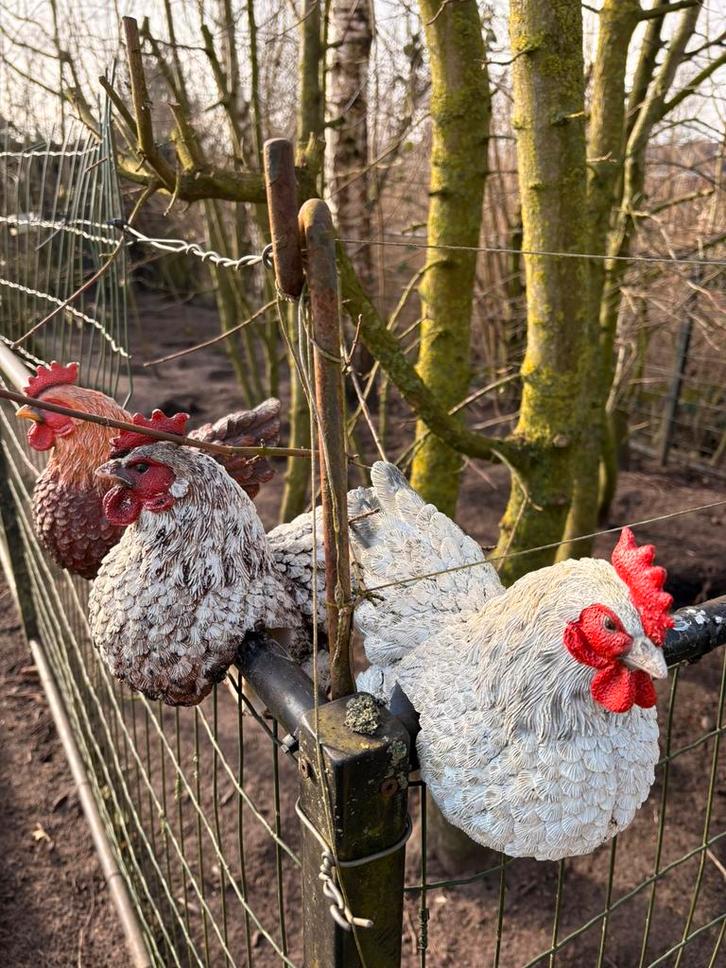 Decoratie kip, 3 stuks, Dieren en Toebehoren, Pluimvee, Kip, Meerdere dieren