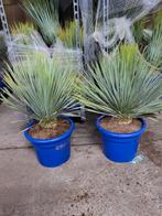 Yucca Rostrata 30L pot, Tuin en Terras, Planten | Tuinplanten, Ophalen