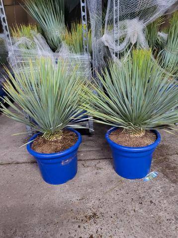 Yucca Rostrata 30L pot