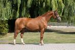 Super brave kinderpony, Dieren en Toebehoren, Merrie, Gechipt, Springpony, L