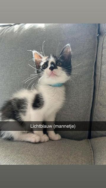Kittens te koop beschikbaar voor biedingen